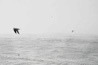 在宁静的海景上，海鸥以极简的黑白风格滑行，捕捉着自由与宁静