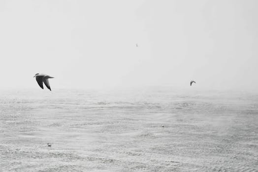 在宁静的海景上，海鸥以极简的黑白风格滑行，捕捉着自由与宁静