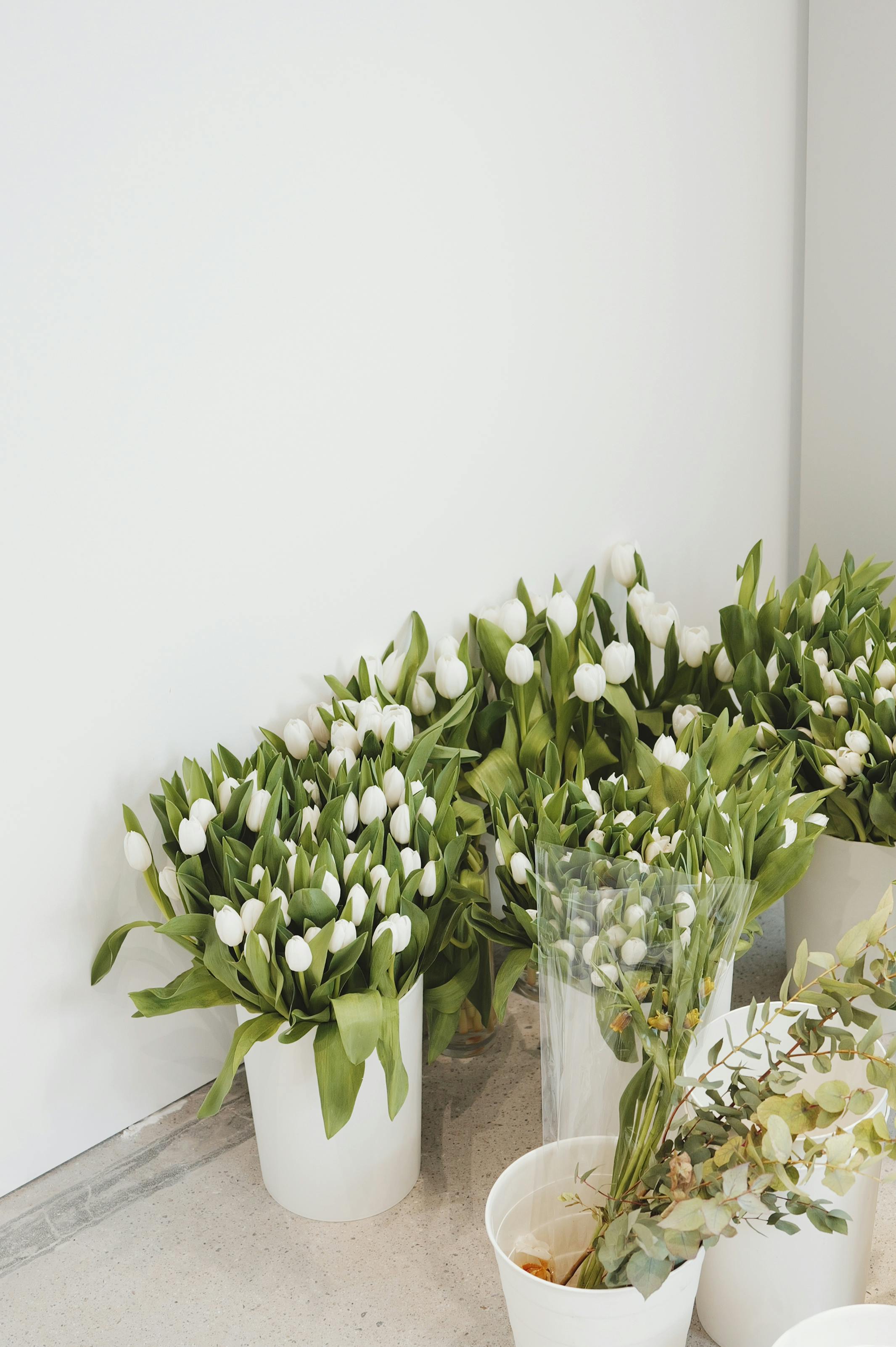 Elegant white tulips neatly arranged in white planters, ideal for indoor decor inspiration.