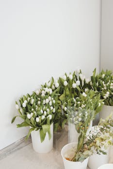 Elegant white tulips neatly arranged in white planters, ideal for indoor decor inspiration.
