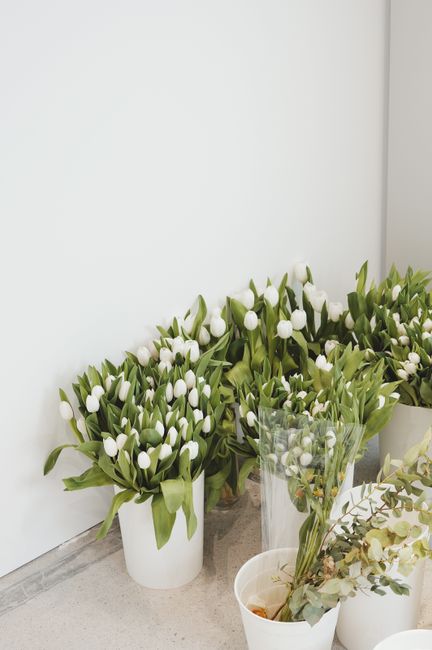 Elegant white tulips neatly arranged in white planters, ideal for indoor decor inspiration.