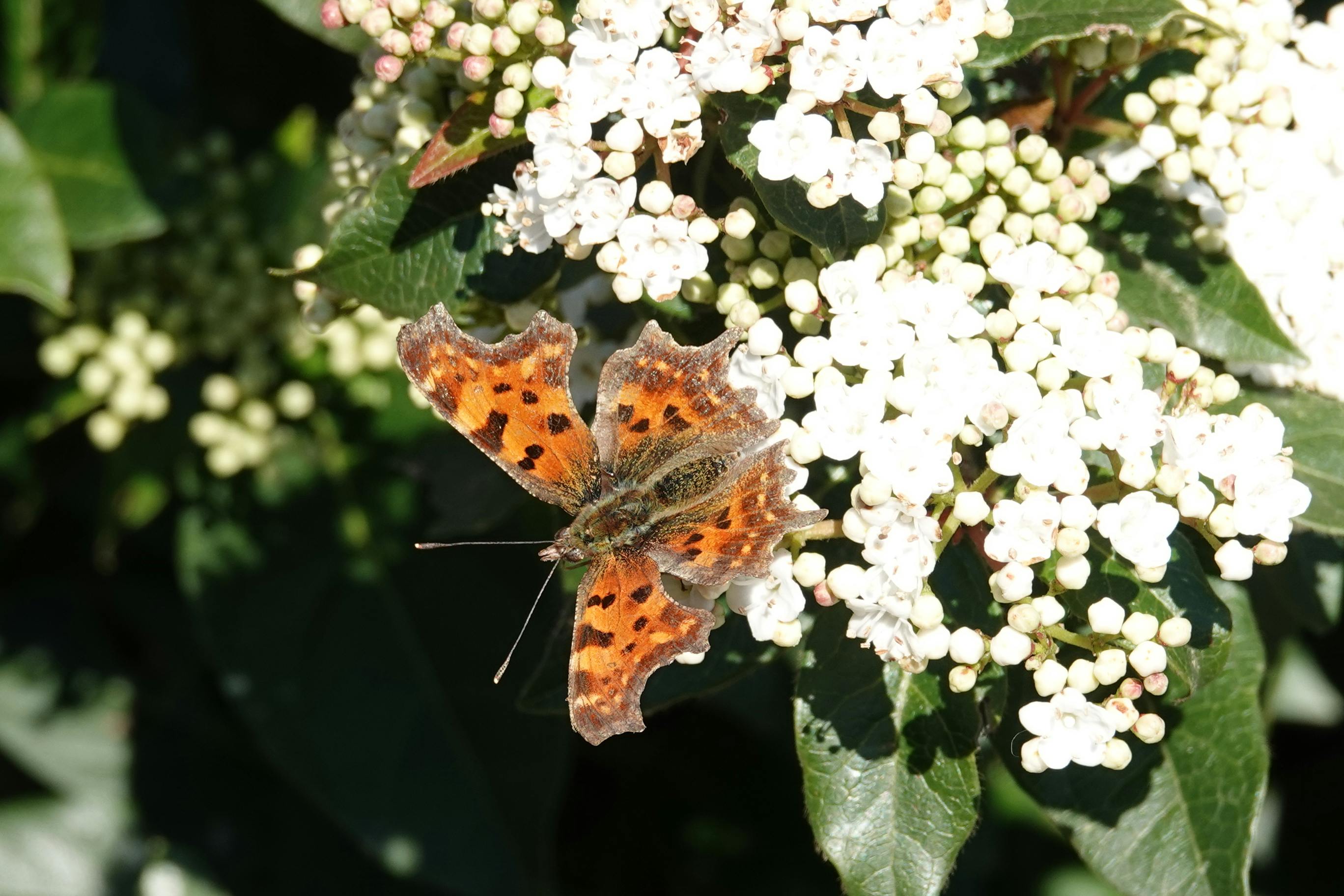 Môžu vedci naozaj oživiť doda? Vo vnútri firmy, ktorá tvrdí, že to dokáže