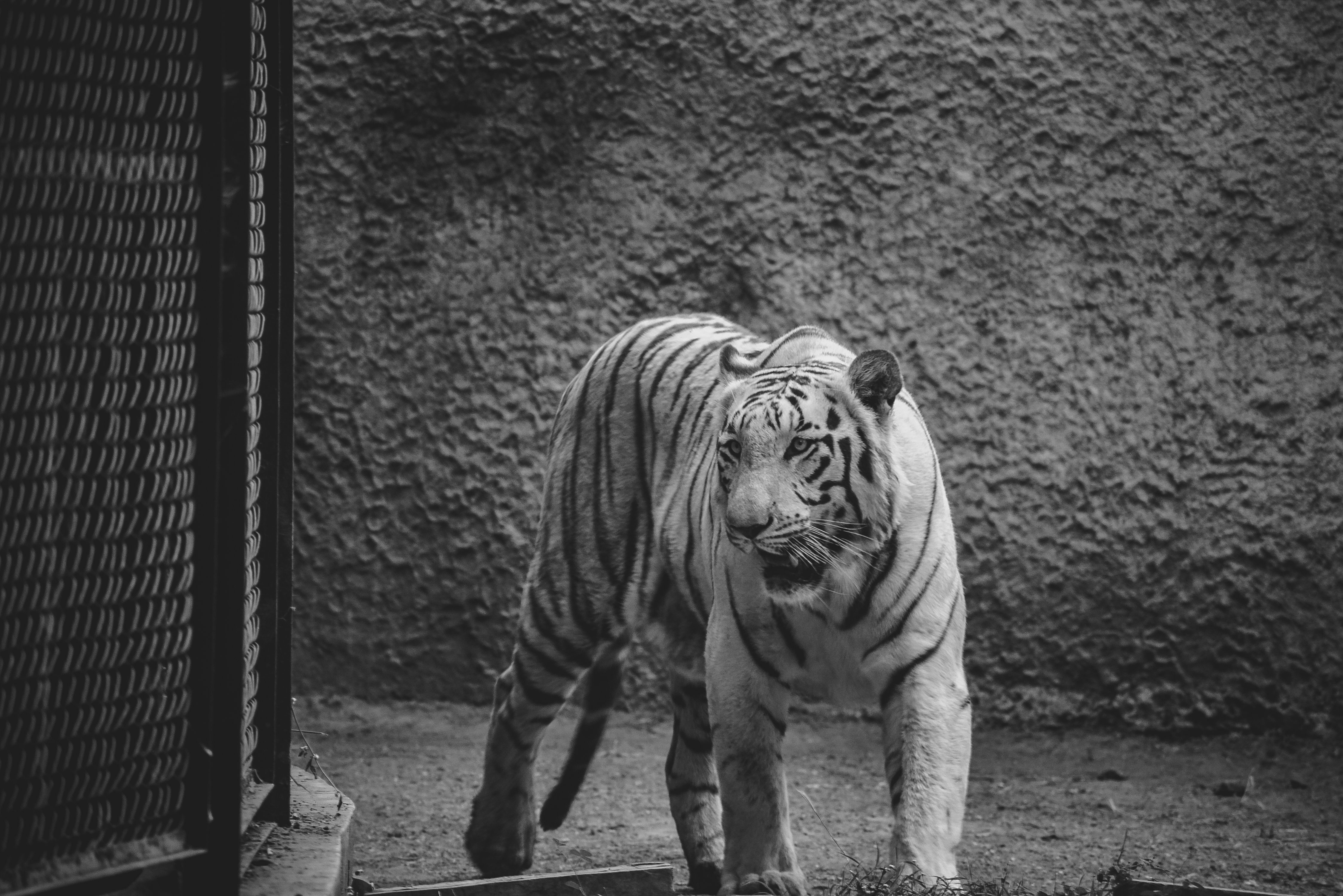 Majestic White Tiger in Black and White · Free Stock Photo