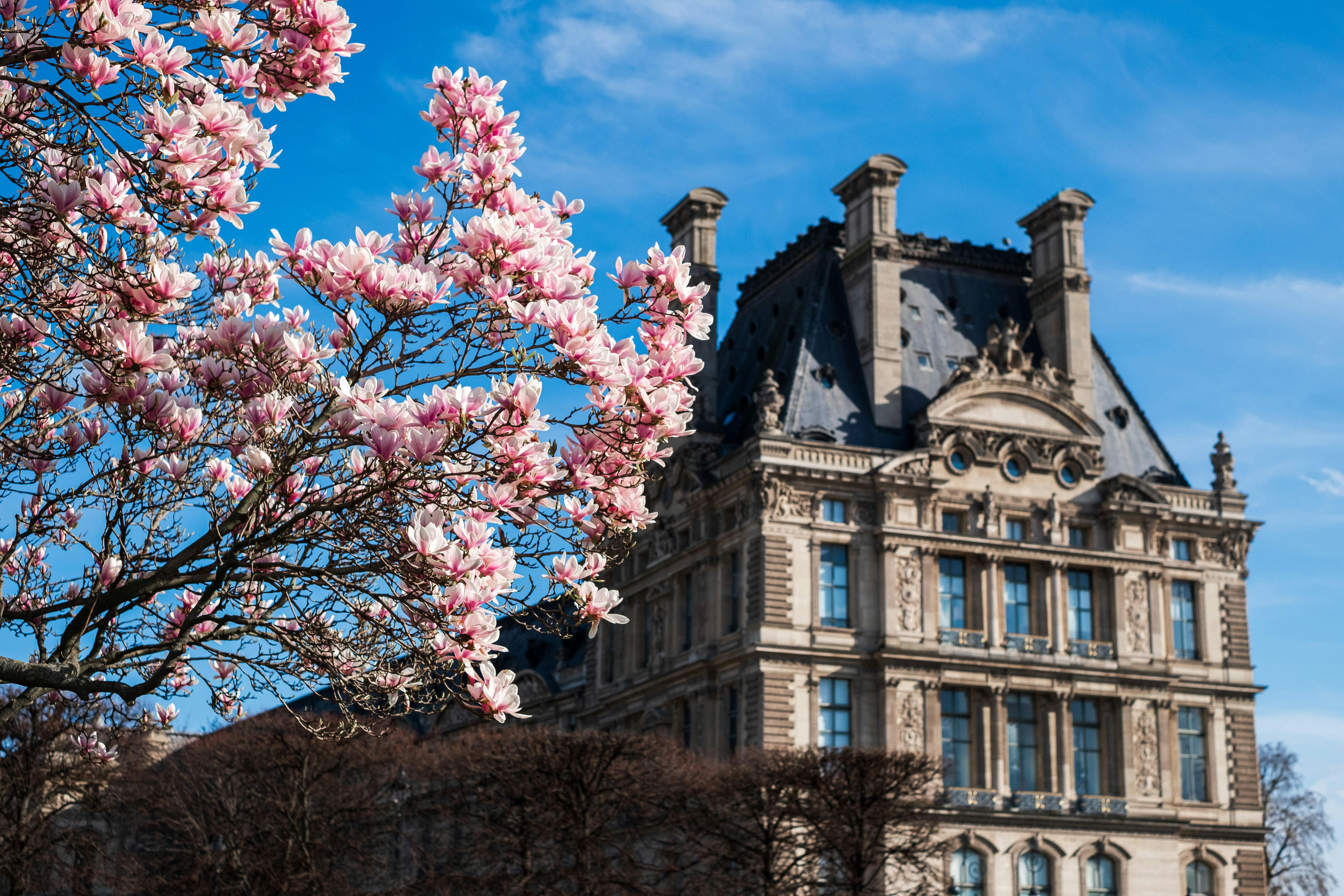 Magnolia blossoms in full bloom with the Louvre Museum in the background in Paris.