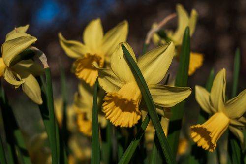 Free Close-up of bright yellow daffodils (Narcissus) blooming in a sunny spring garden. Stock Photo