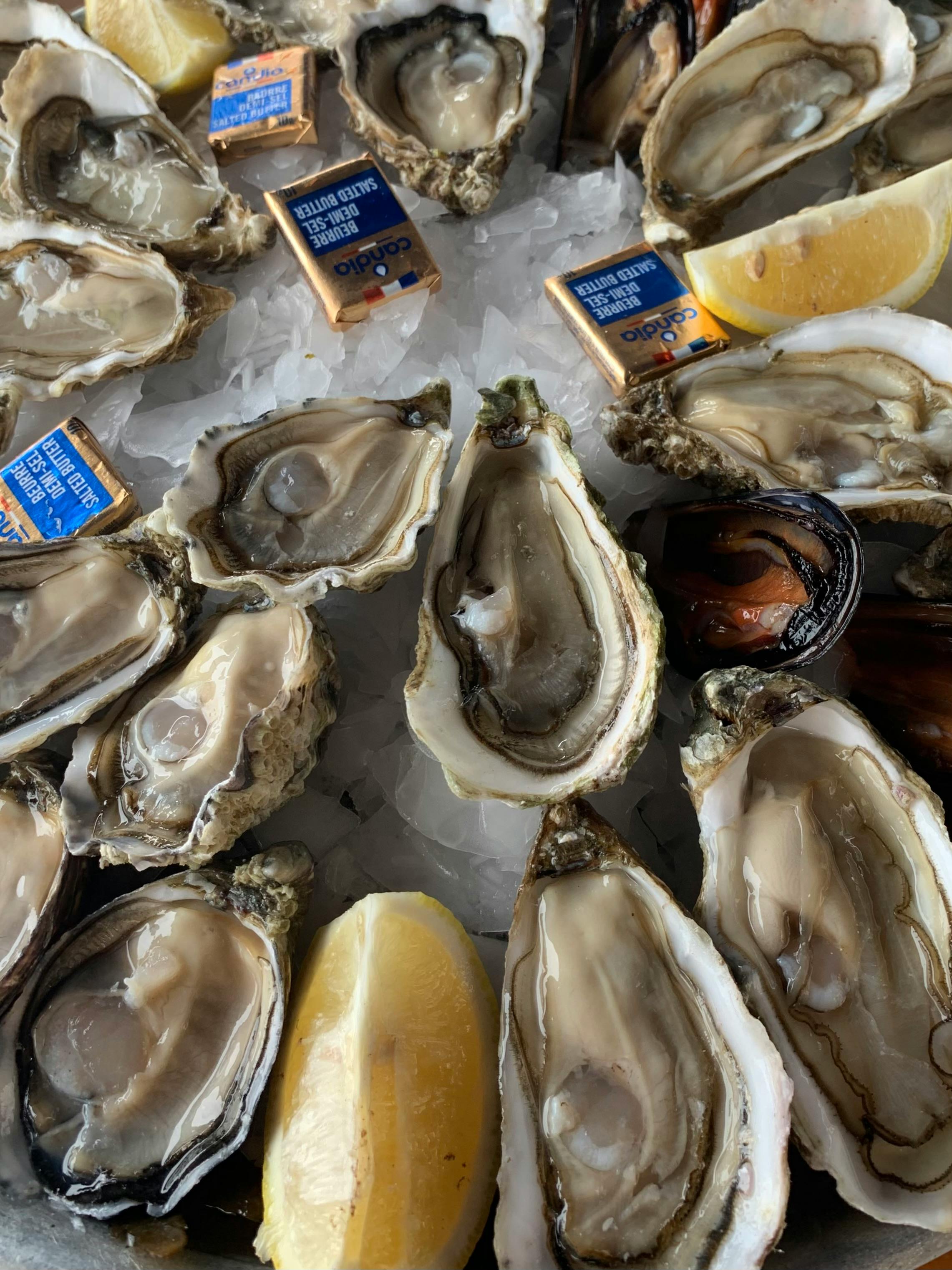 Oysters