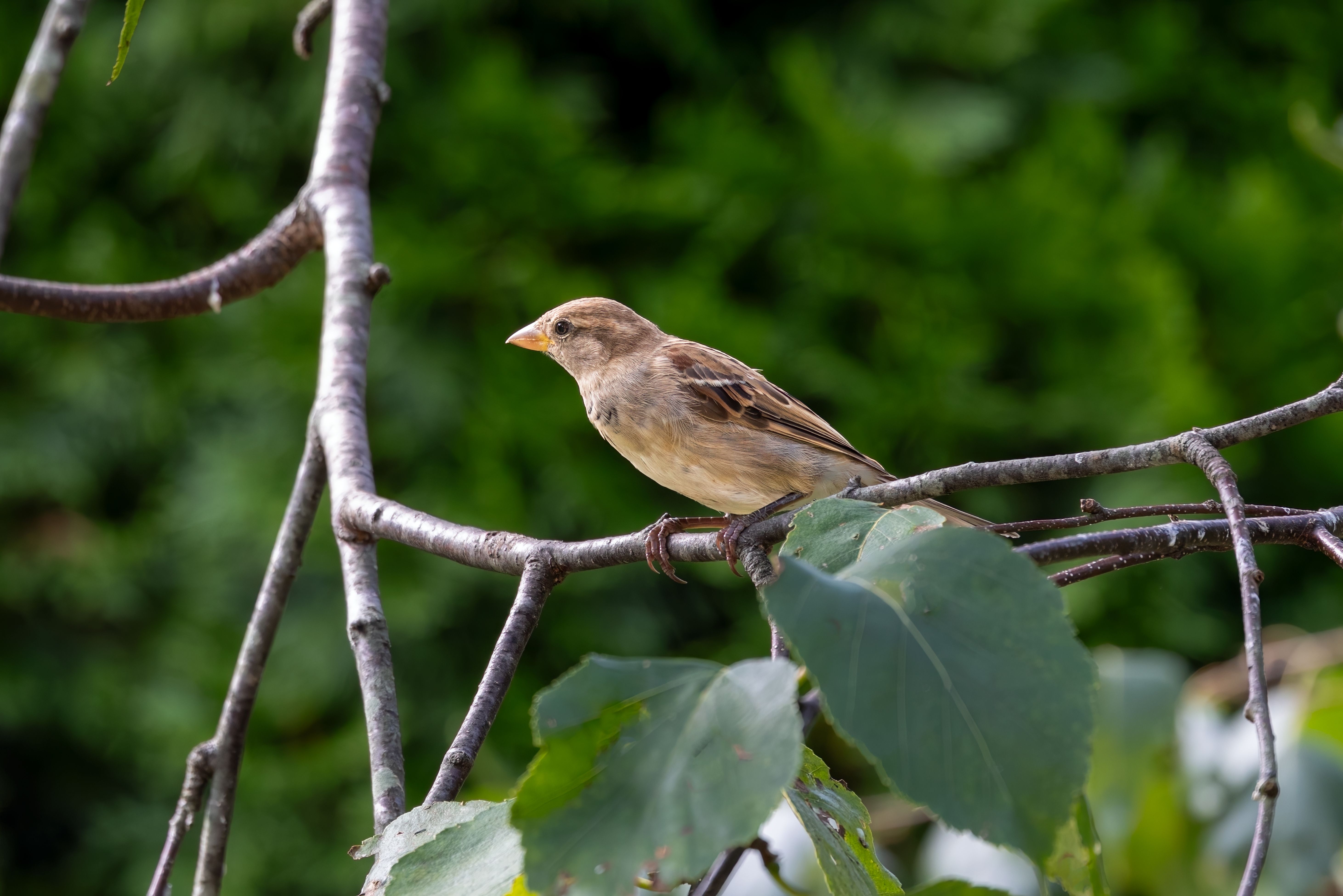 Close-up of a house sparrow on a branch in a lush green garden.