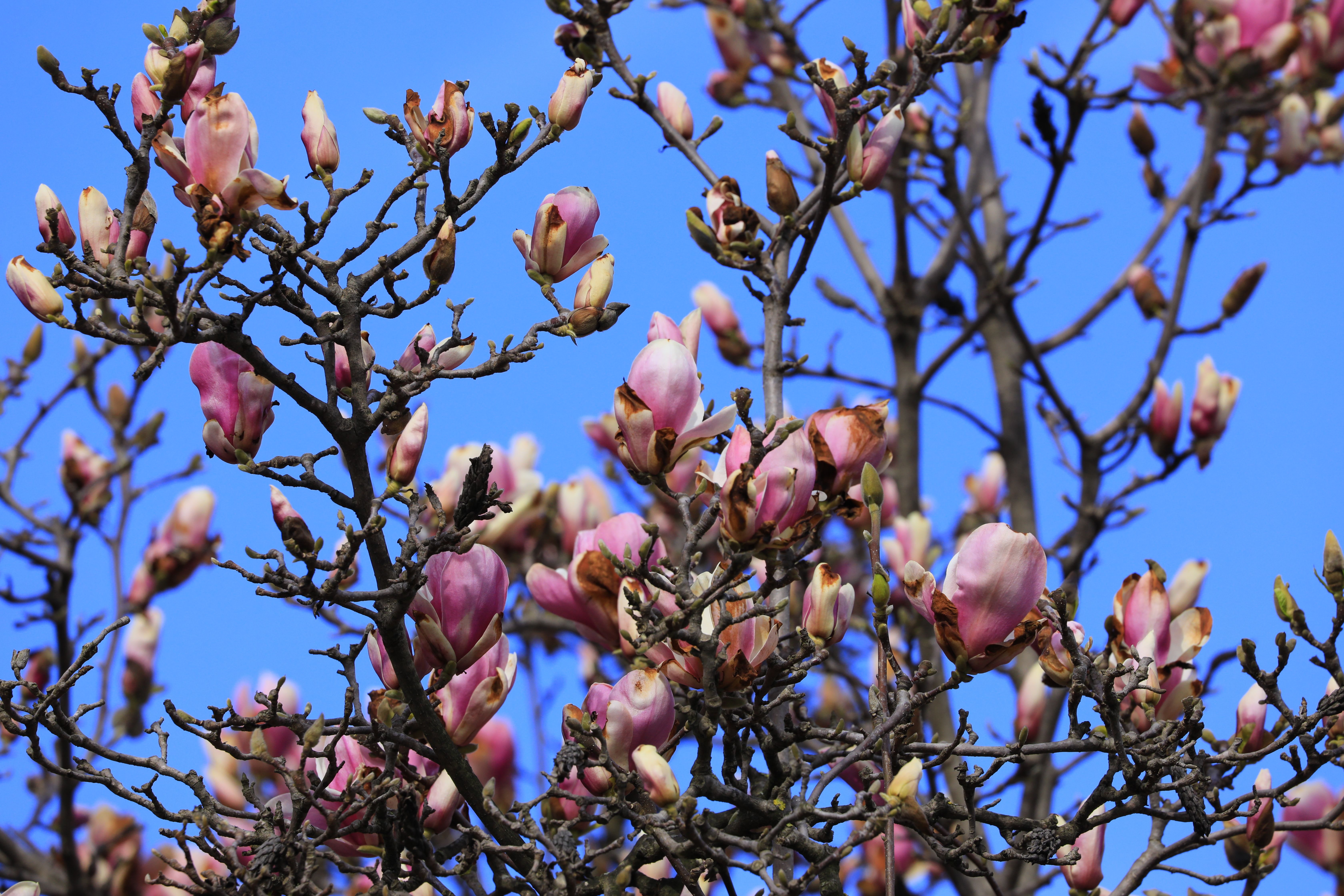 Pink magnolia blossoms against a clear blue sky — healthy magnolia tree after renovation pruning in Surrey BC