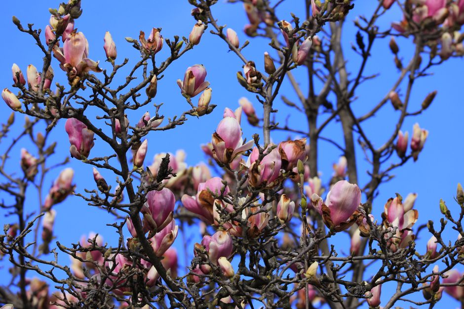Pink magnolia blossoms against a clear blue sky — healthy magnolia tree after renovation pruning in Surrey BC