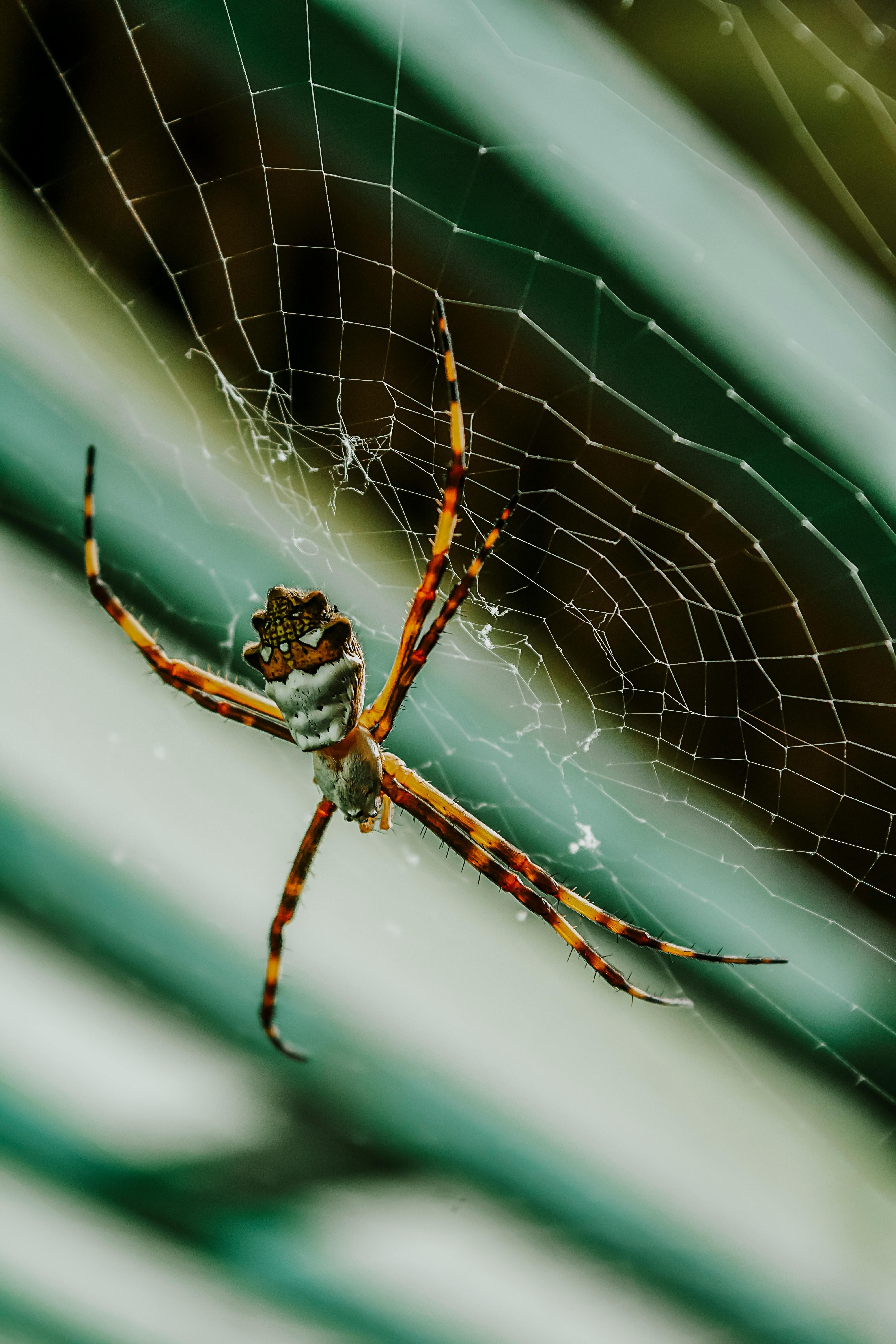 Close-up of a colorful spider perched on its web outdoors. Nature's delicate arachnid artistry.