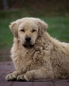 dog photo