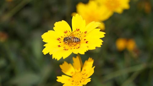 Fotobanka s bezplatnými fotkami na tému nádherné kvety, žlté kvety