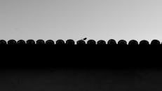 Bird Silhouette on Tiled Roof at Twilight