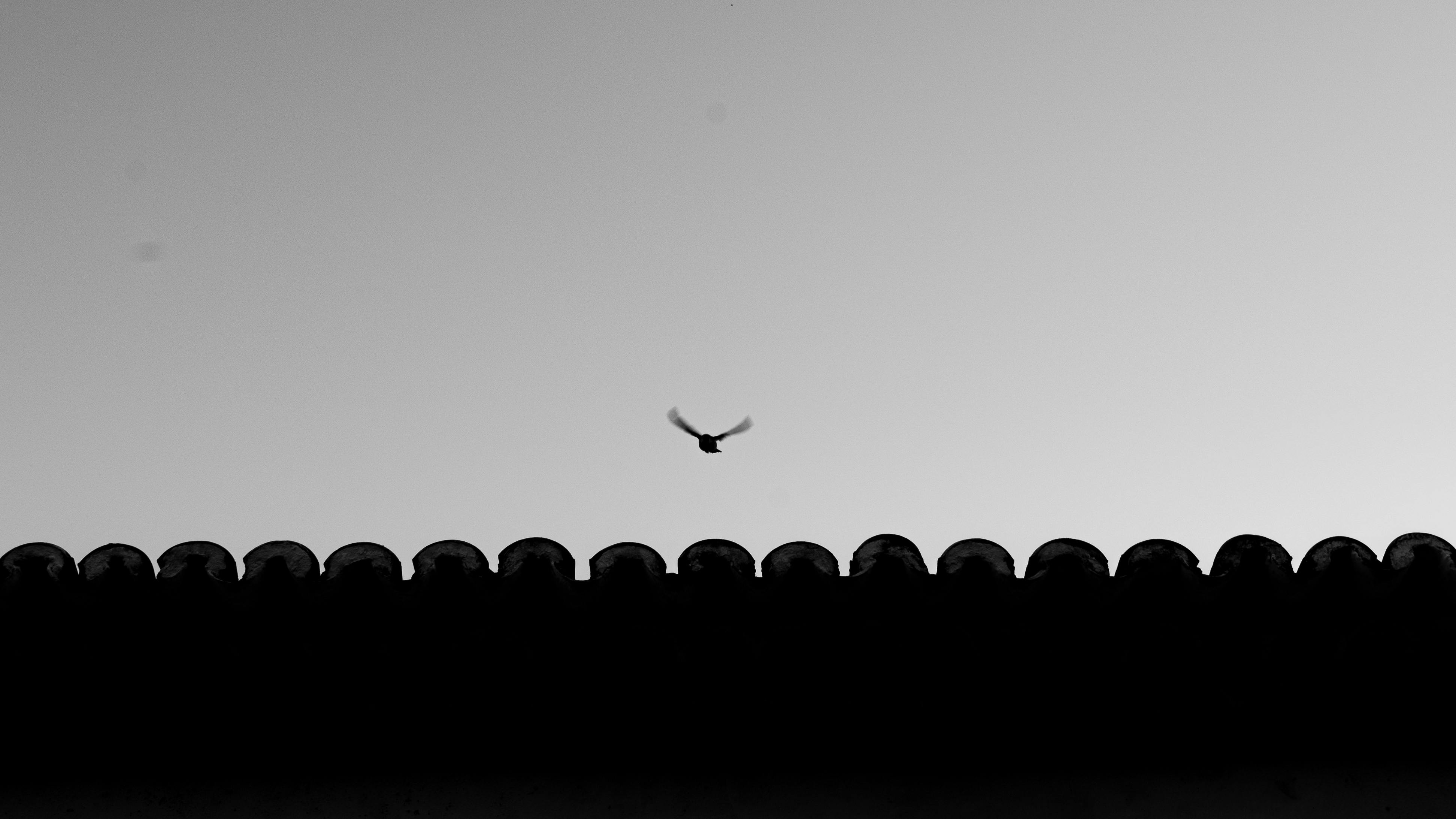 Gratuit Siluetă a unei păsări zburătoare deasupra unui acoperiș într-un cadru minimalist alb-negru. Fotografie de stoc