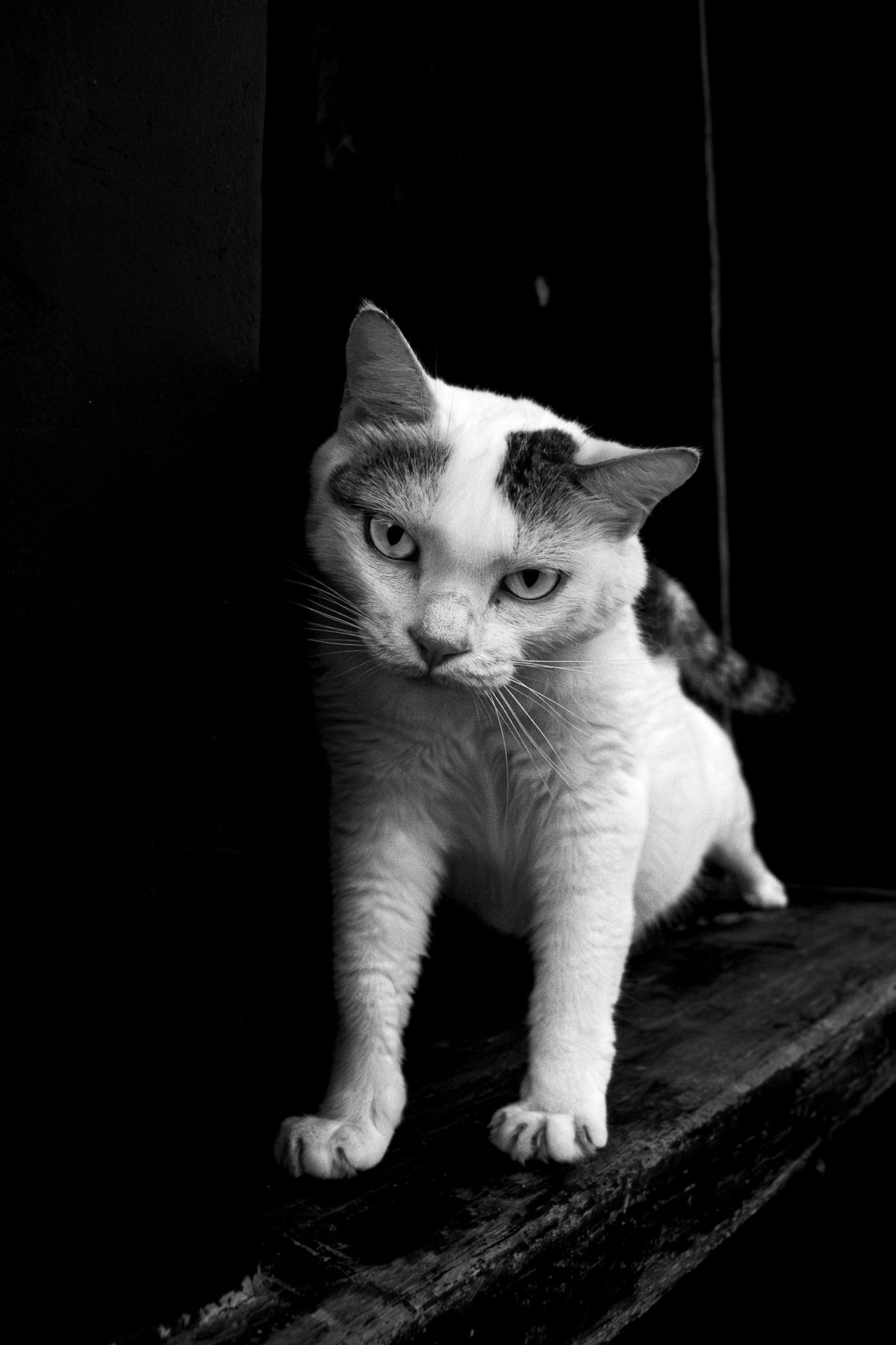 Black and White Portrait of a Relaxed Cat · Free Stock Photo