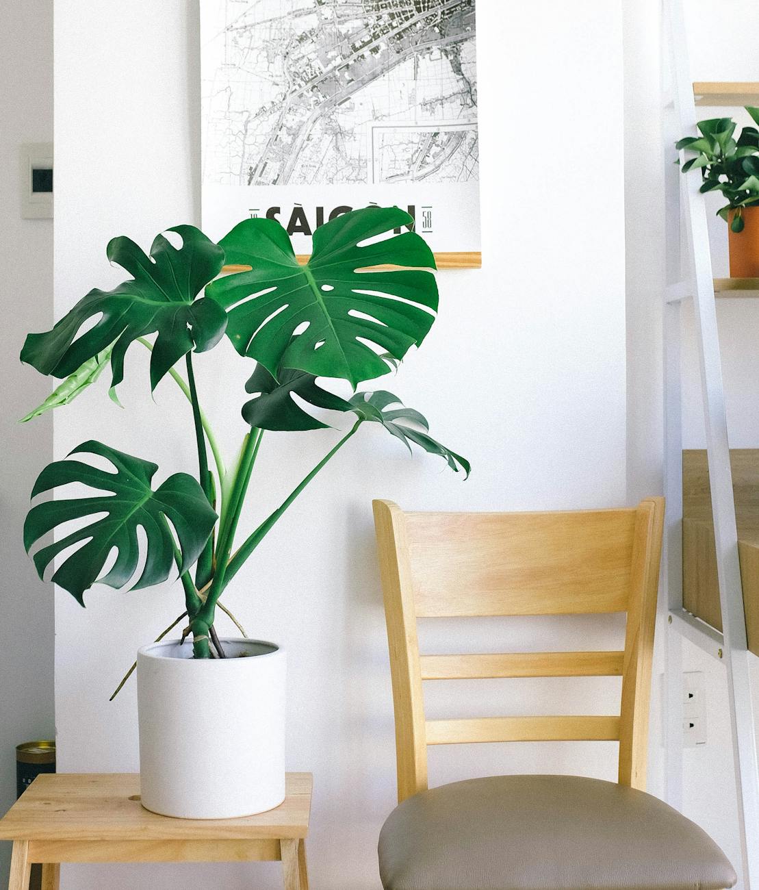 Plantas na sua casa: como harmonizar e decorar - Blog Kappesberg