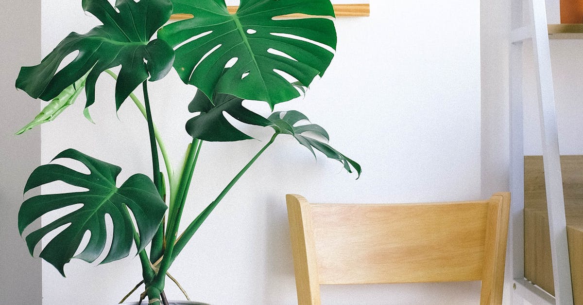 My Swiss cheese plant doesn't have holes