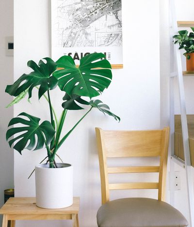 Rubber Plant