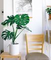 Aglaonema indoor plant in a white pot