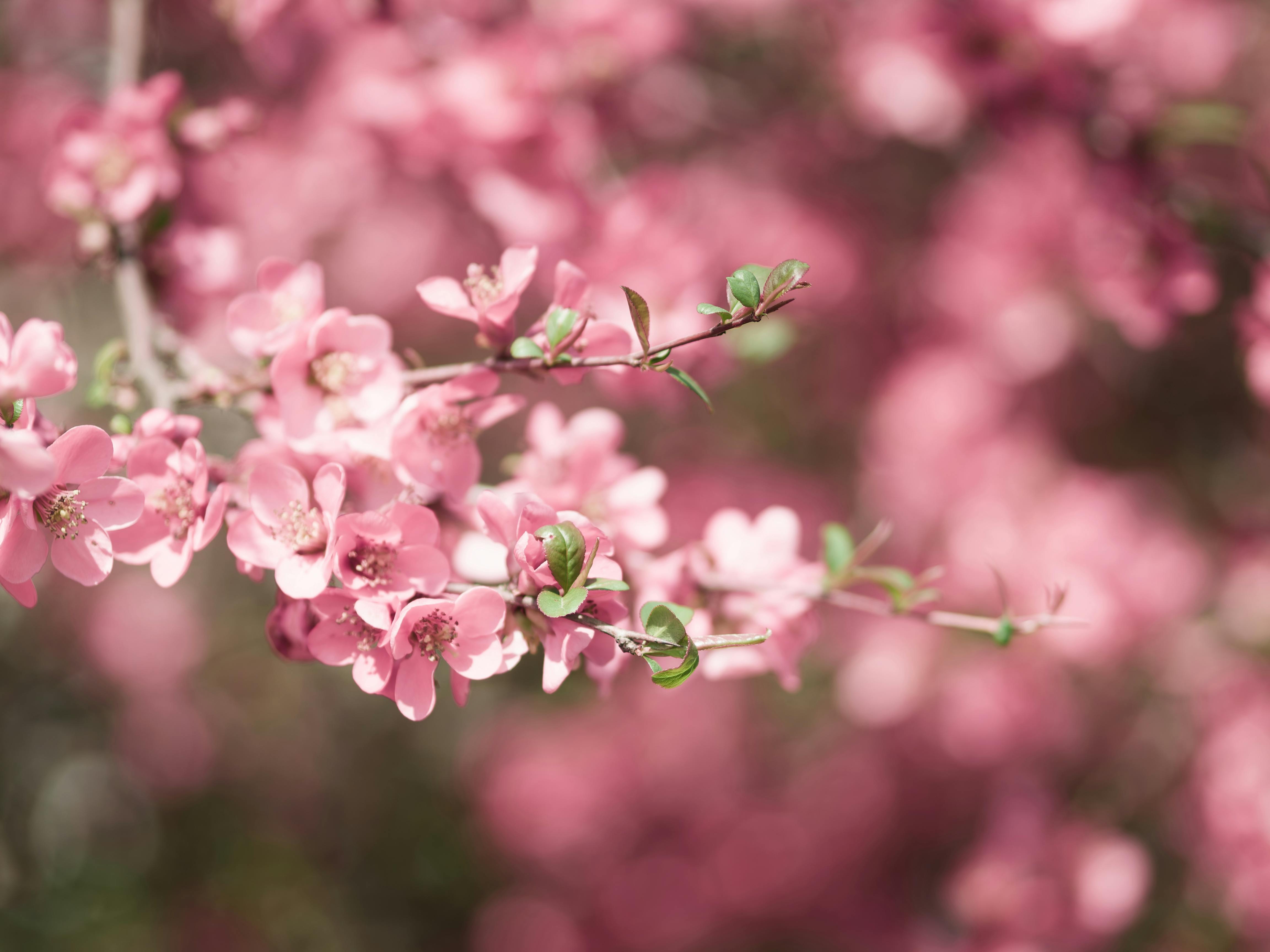 Beautiful close-up of pink blossoms on a tree branch, epitomizing the spring season.
