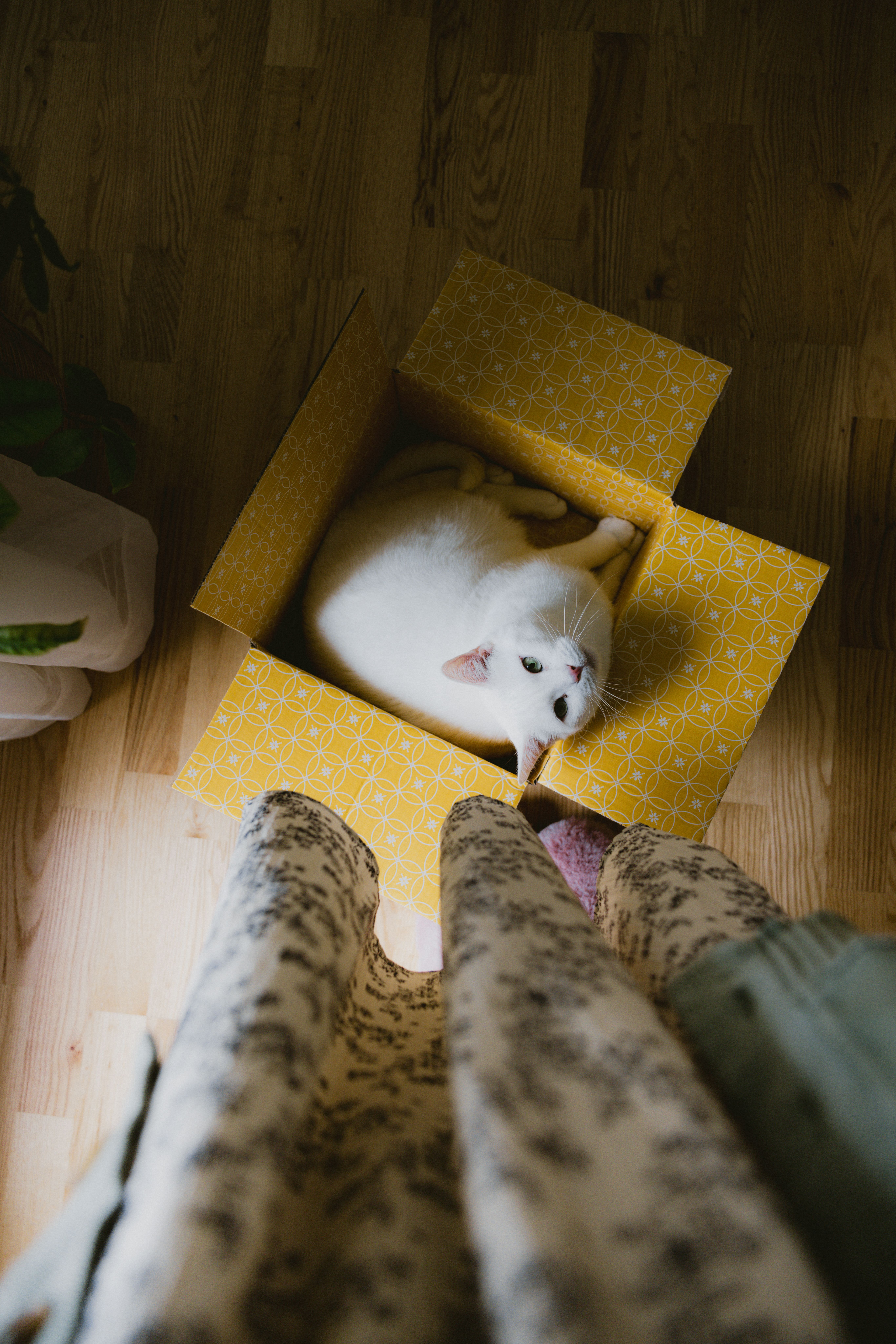 White Cat in Yellow Box from Above · Free Stock Photo