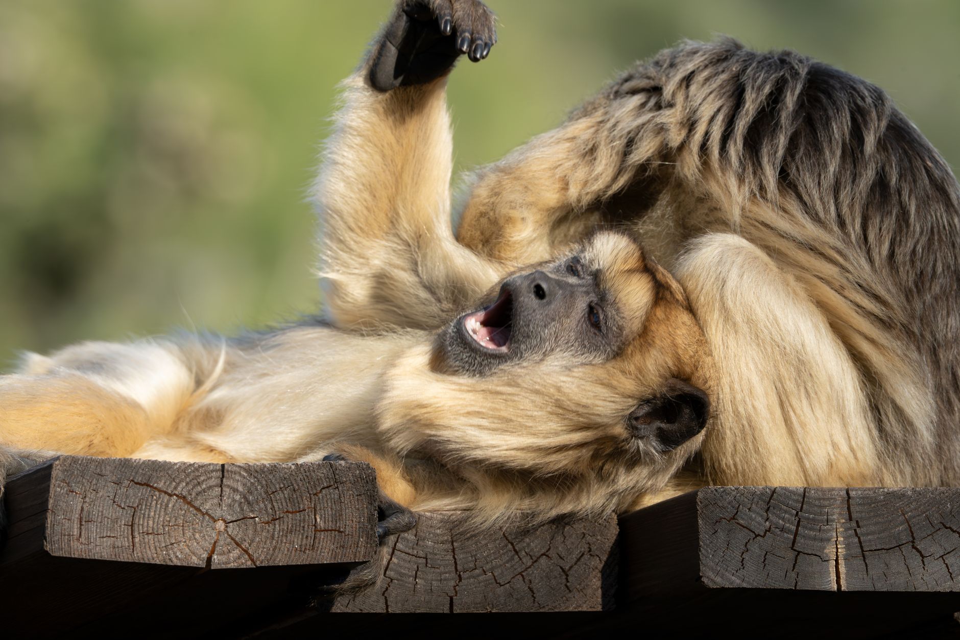 Two playful howler monkeys relaxing and interacting on a sunny day outdoors.