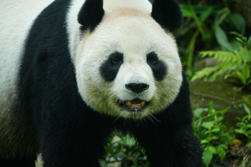 Free Close-up image of a giant panda amidst lush greenery, showcasing its iconic features. Stock Photo