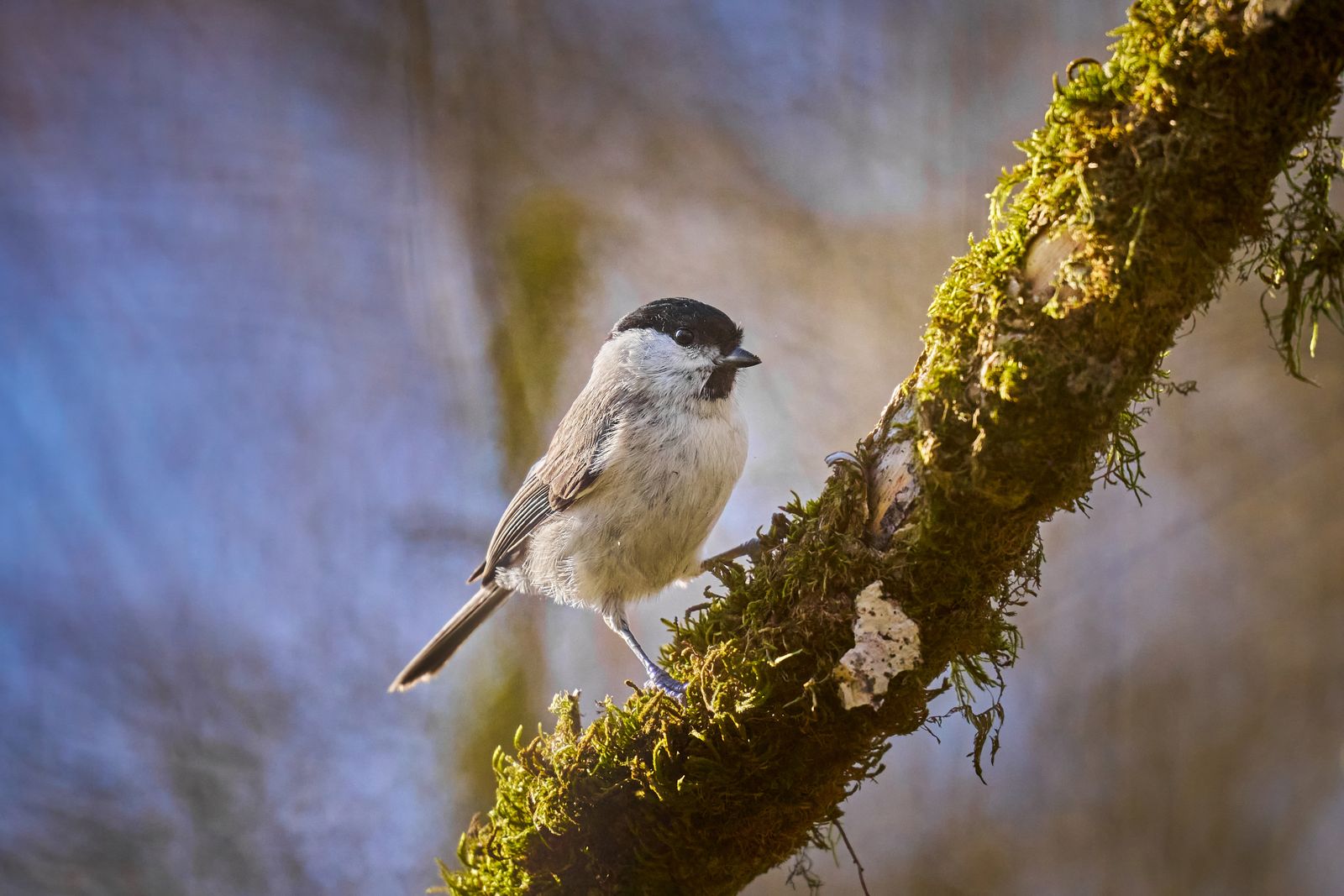 Chickadee Photos, Download The BEST Free Chickadee Stock Photos & HD Images