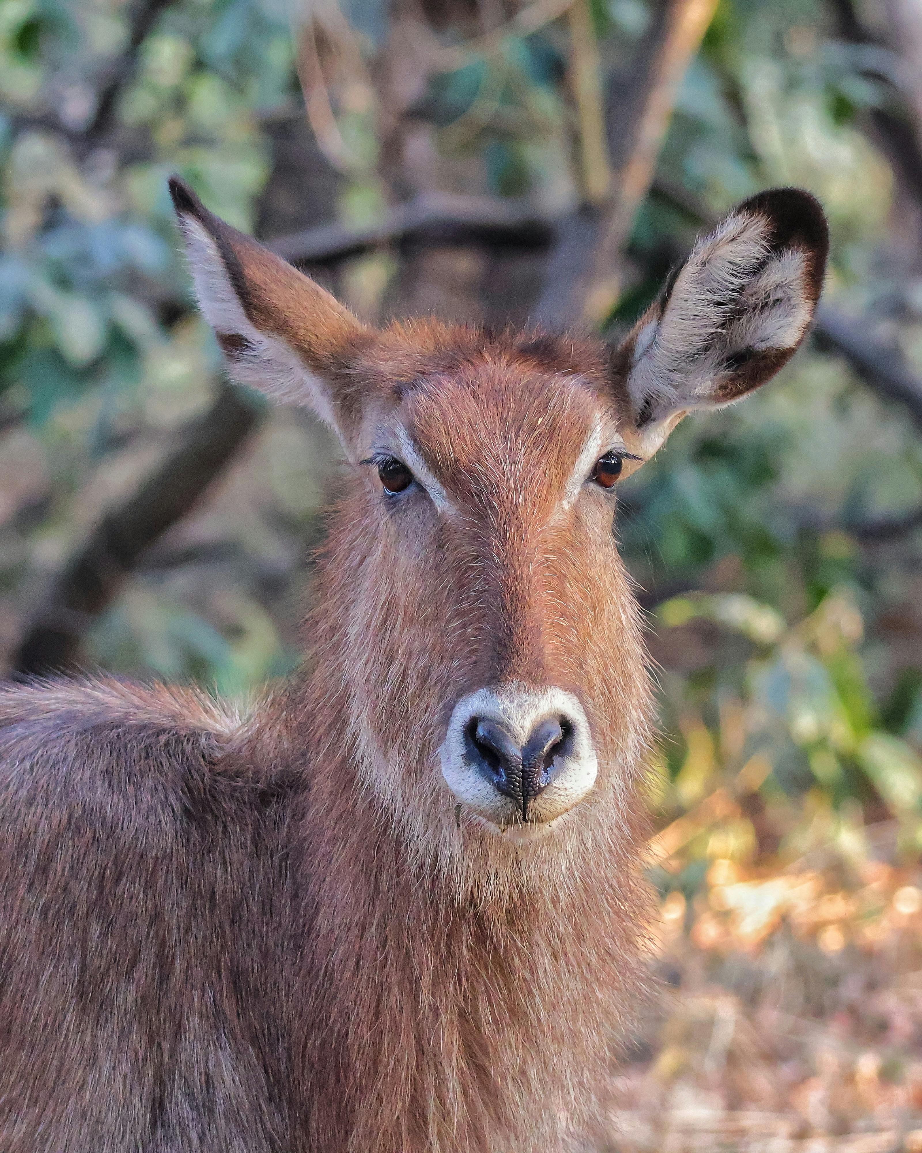 Gratuit Gros plan d'une antilope cobe à croissant dans son environnement naturel, mettant en valeur ses caractéristiques. Photos