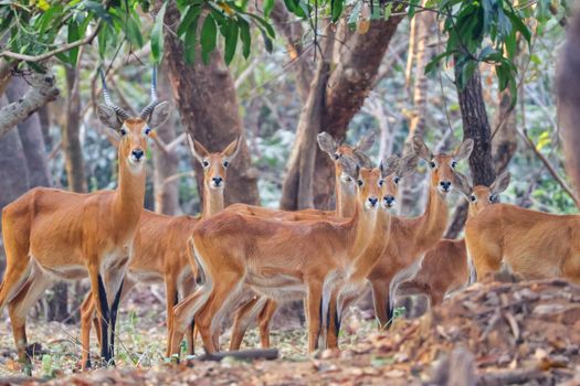 A herd of kob antelopes standing alert in a forest habitat.
