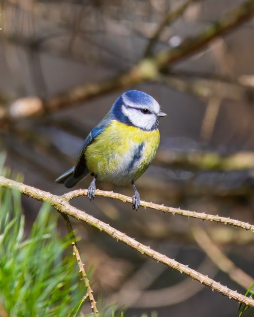 Free A vibrant Eurasian Blue Tit perched on a twig, showcasing its colorful plumage in a natural setting. Stock Photo