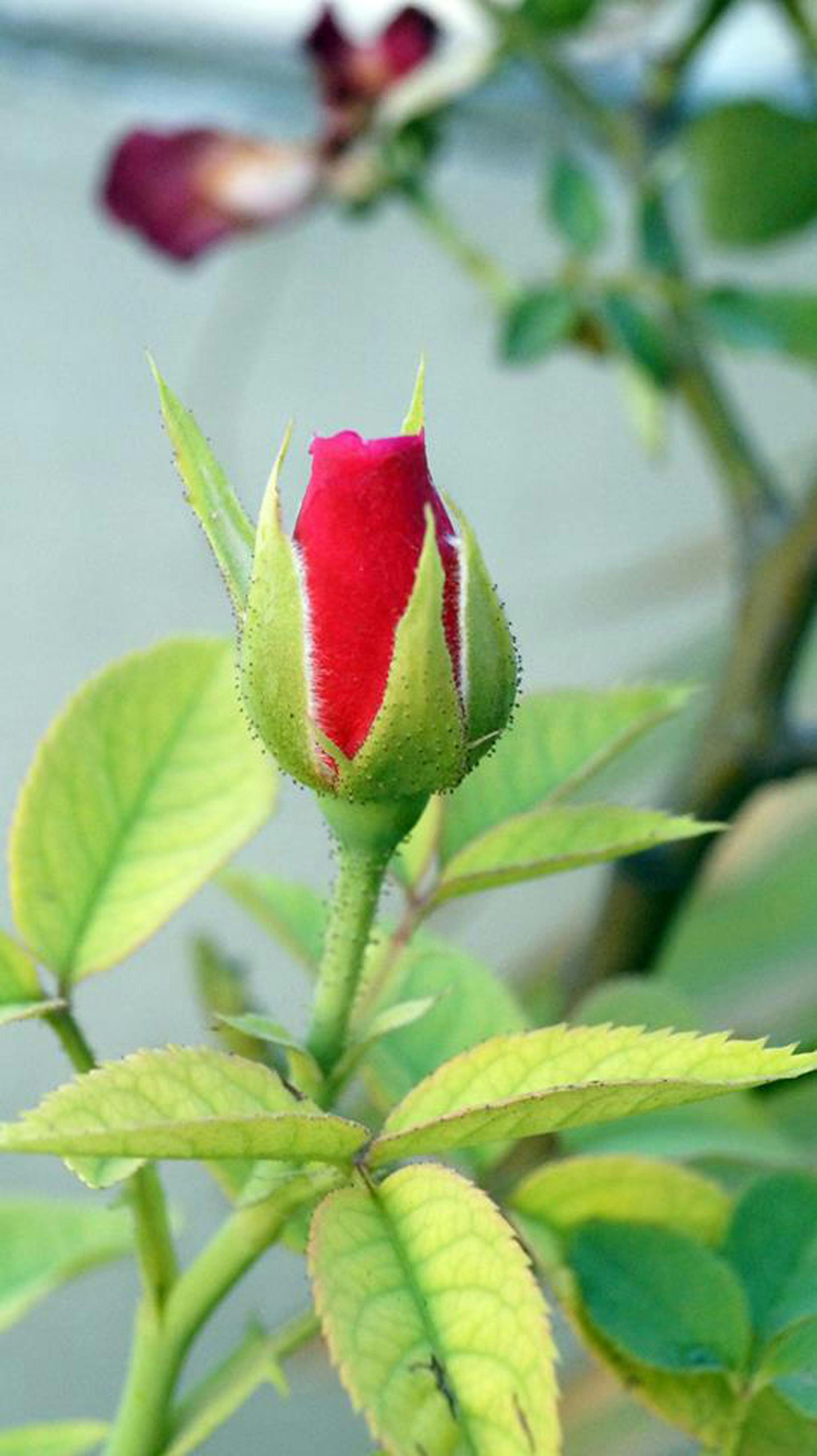 Free Stock Photo Of Love Rose Red Rose Rose