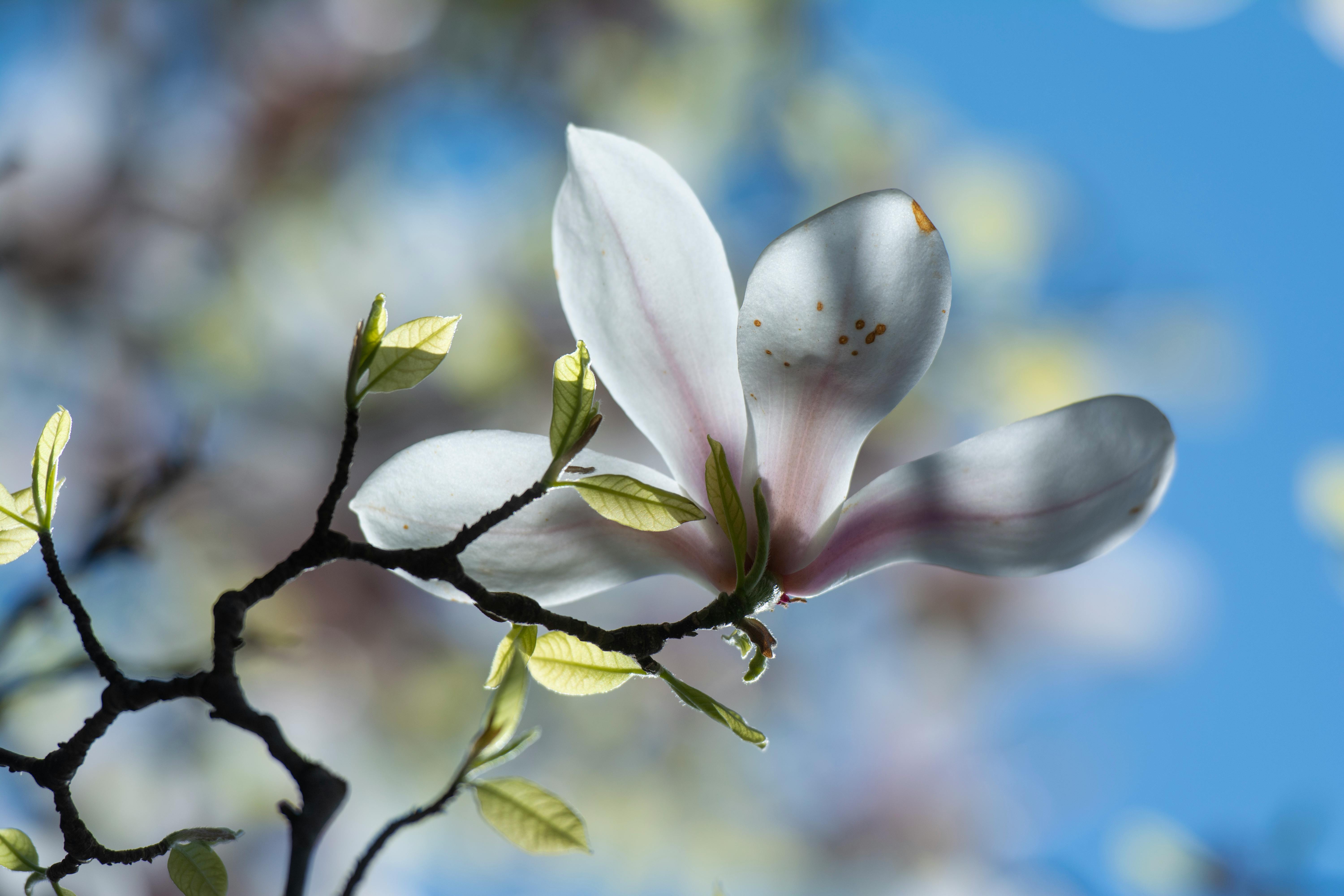 Magnolia’s AAA Hobbies To Close 2026 (Second Half). Iconic Hobby- Craft Emporium — Photo by Jan van der Wolf on Pexels