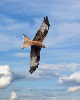 eagle photo