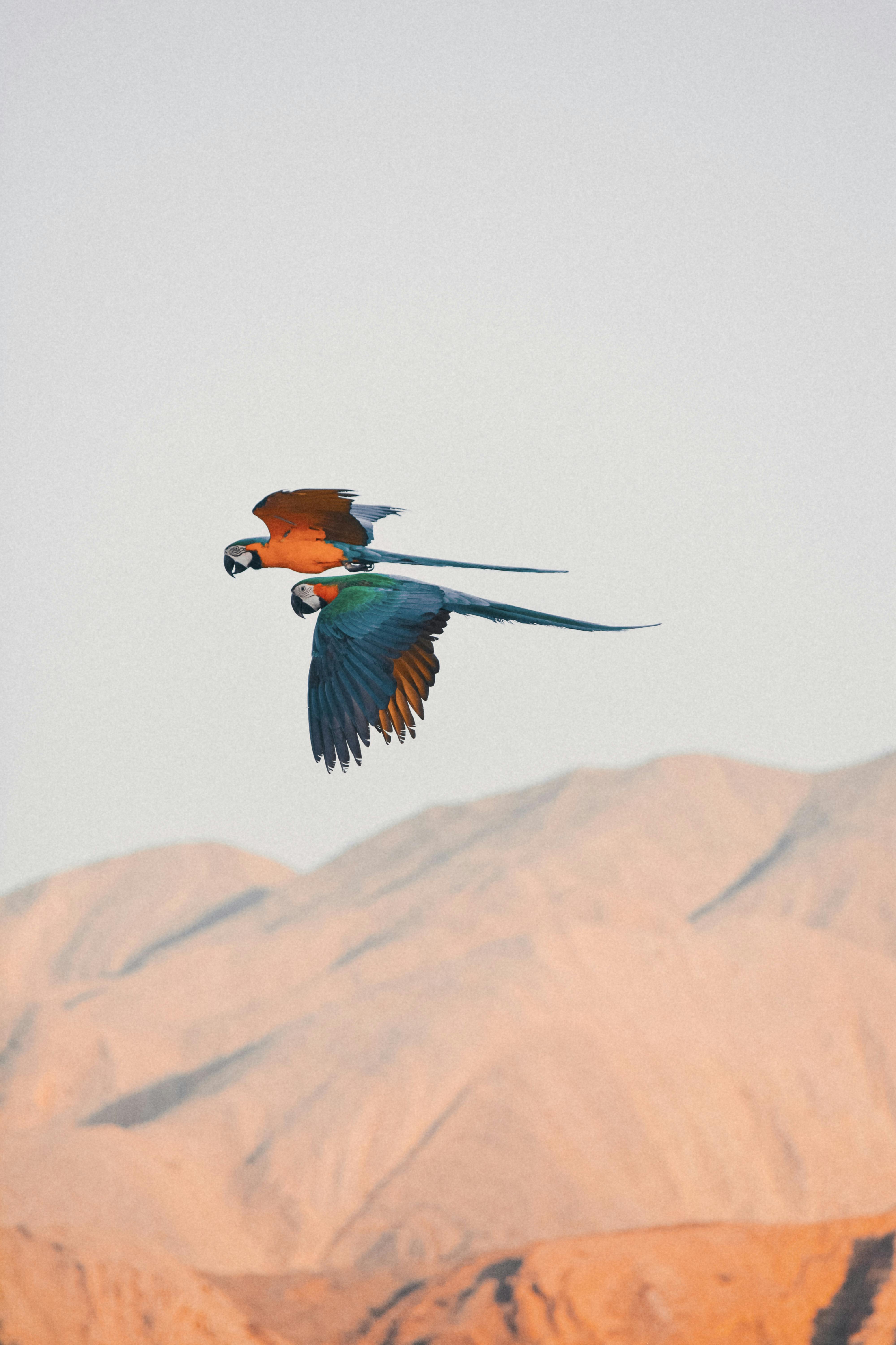 Two macaws flying against Oman's mountainous backdrop, showcasing their vivid colors.