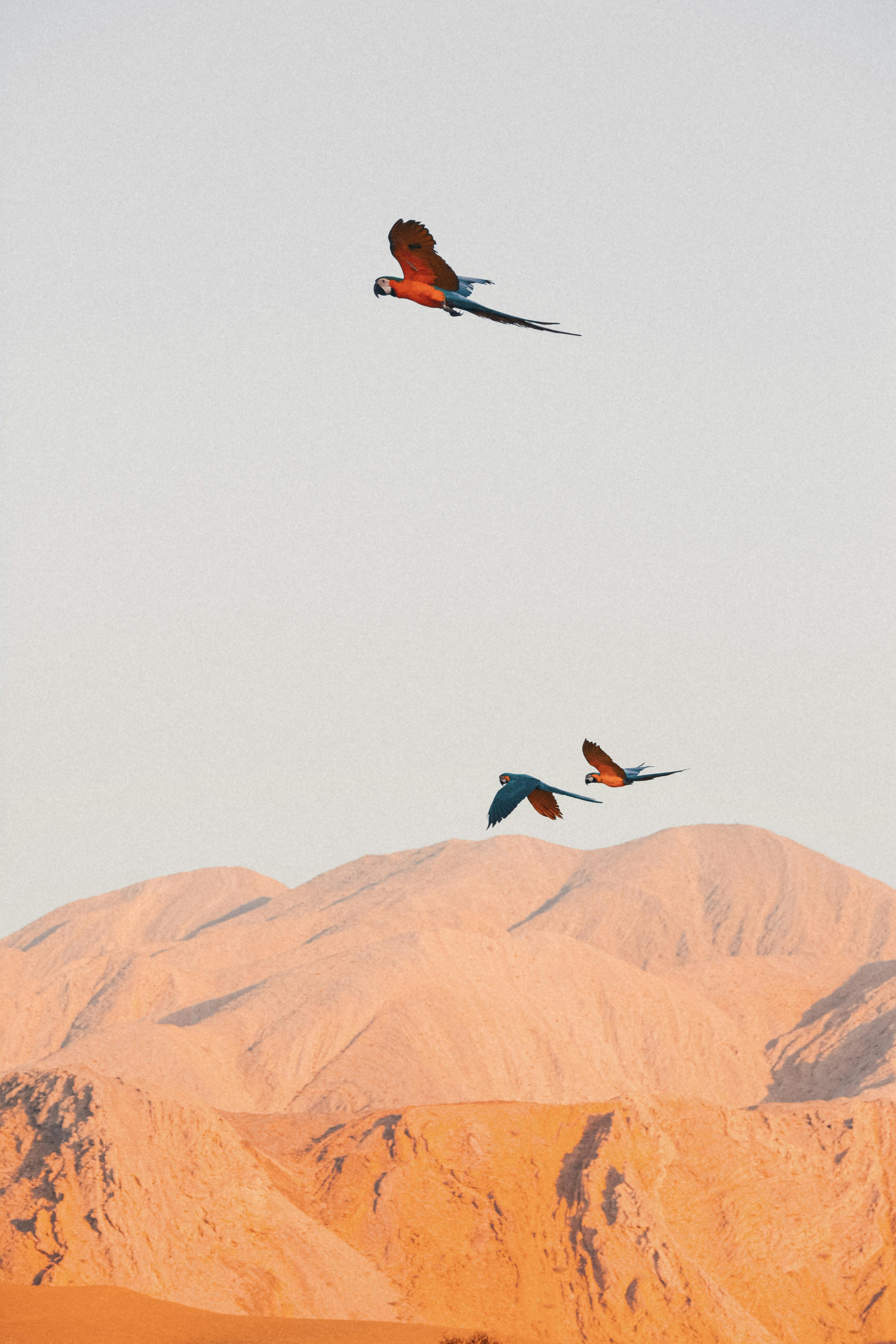 Colorful parrots fly above stunning Omani mountains in a clear sky.