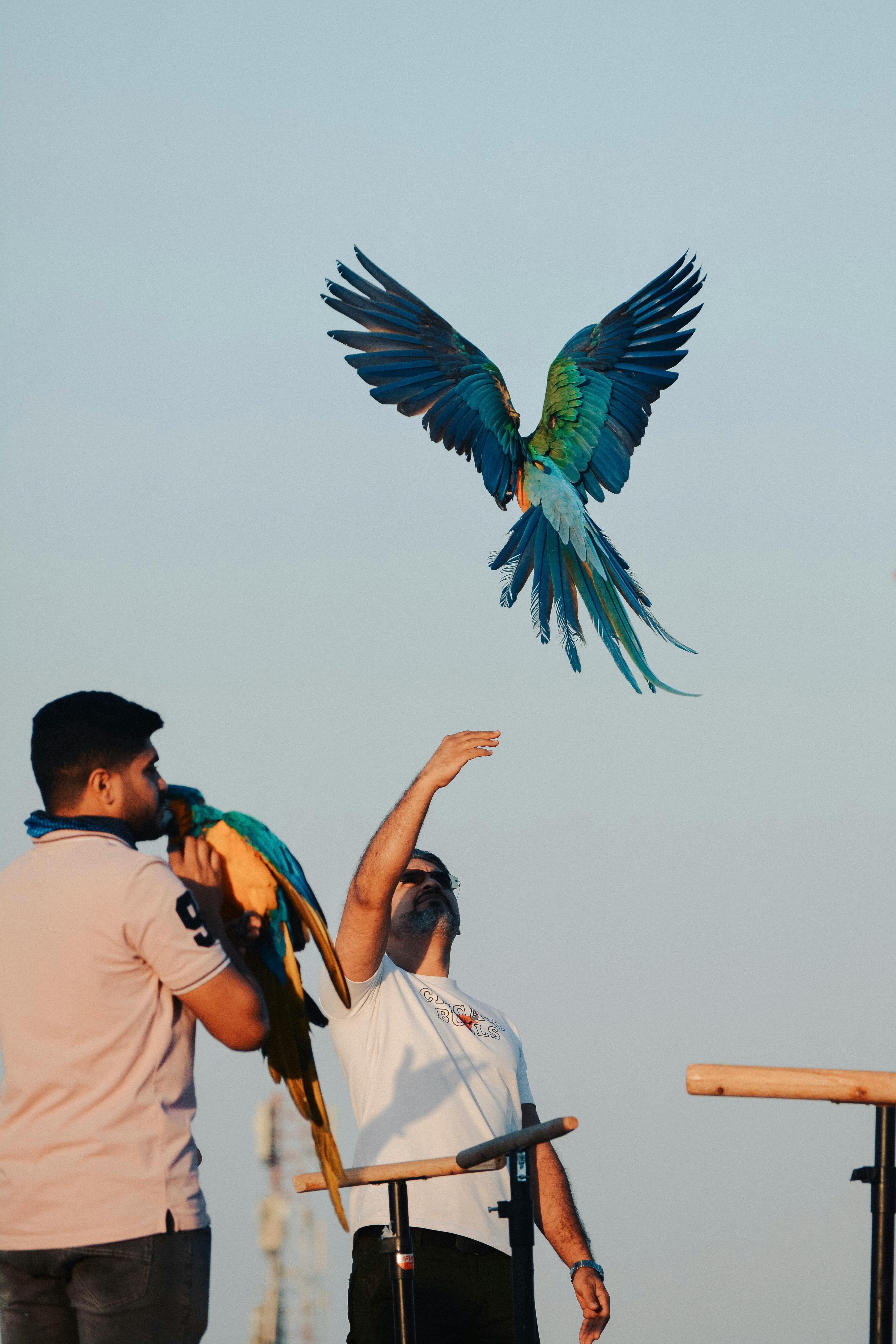 Colorful macaws flying at a lively outdoor event in Muscat, Oman.