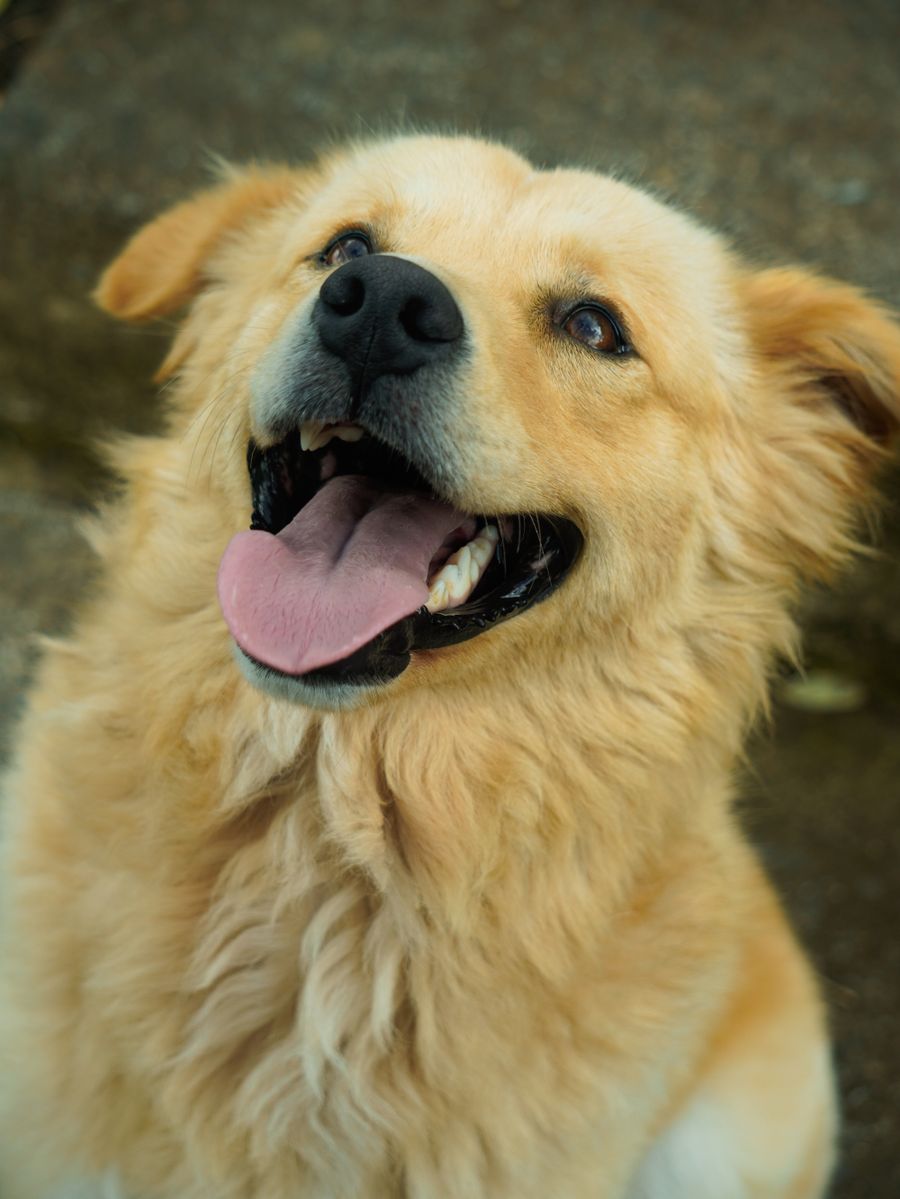 A happy golden retriever showing off a fresh post-spa smile
