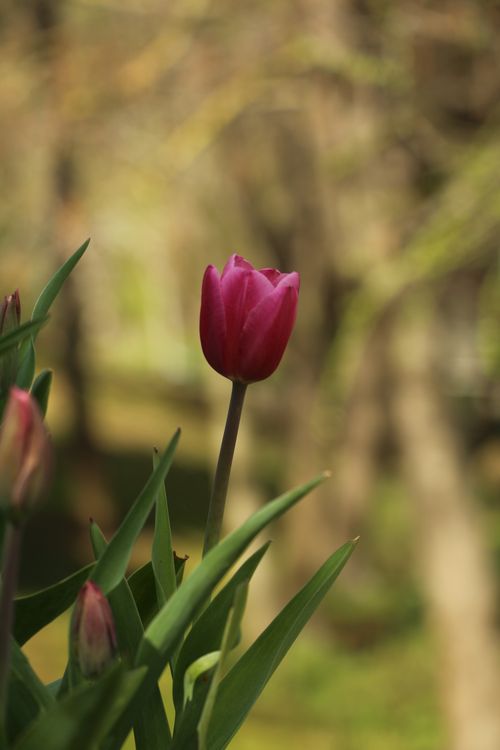 Free A single pink tulip in full bloom with a blurred natural background, epitomizing spring beauty. Stock Photo