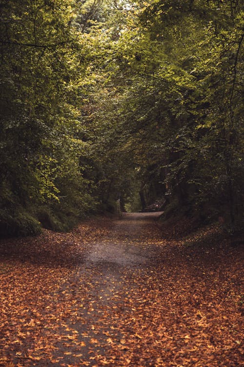 Základová fotografie zdarma na téma chodník, les, pěšina