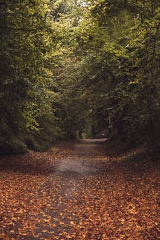 锡塔德的田园诗般森林小路上铺满秋叶，非常适合秋季漫步