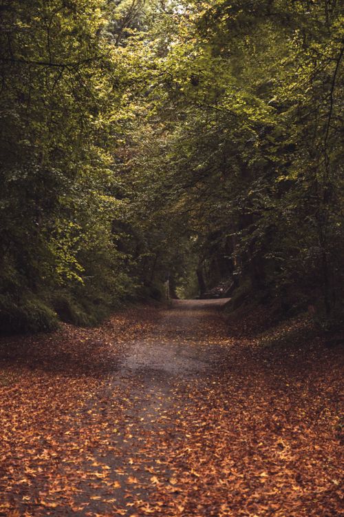 Free Idyllic forest path covered in autumn leaves, perfect for an autumn walk in Sittard. Stock Photo