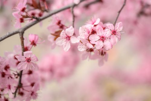 Free Close-up of pink cherry blossoms on a branch, symbolizing spring and renewal. Stock Photo
