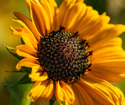 Un'intima macro cattura della vivace fioritura di un girasole nel lussureggiante giardino della Thailandia.