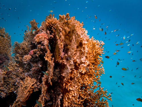 Foto Des Braunen Korallenriffs