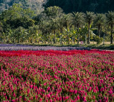 A vibrant field of flowers with palm trees in the background, captured outdoors in Thailand.