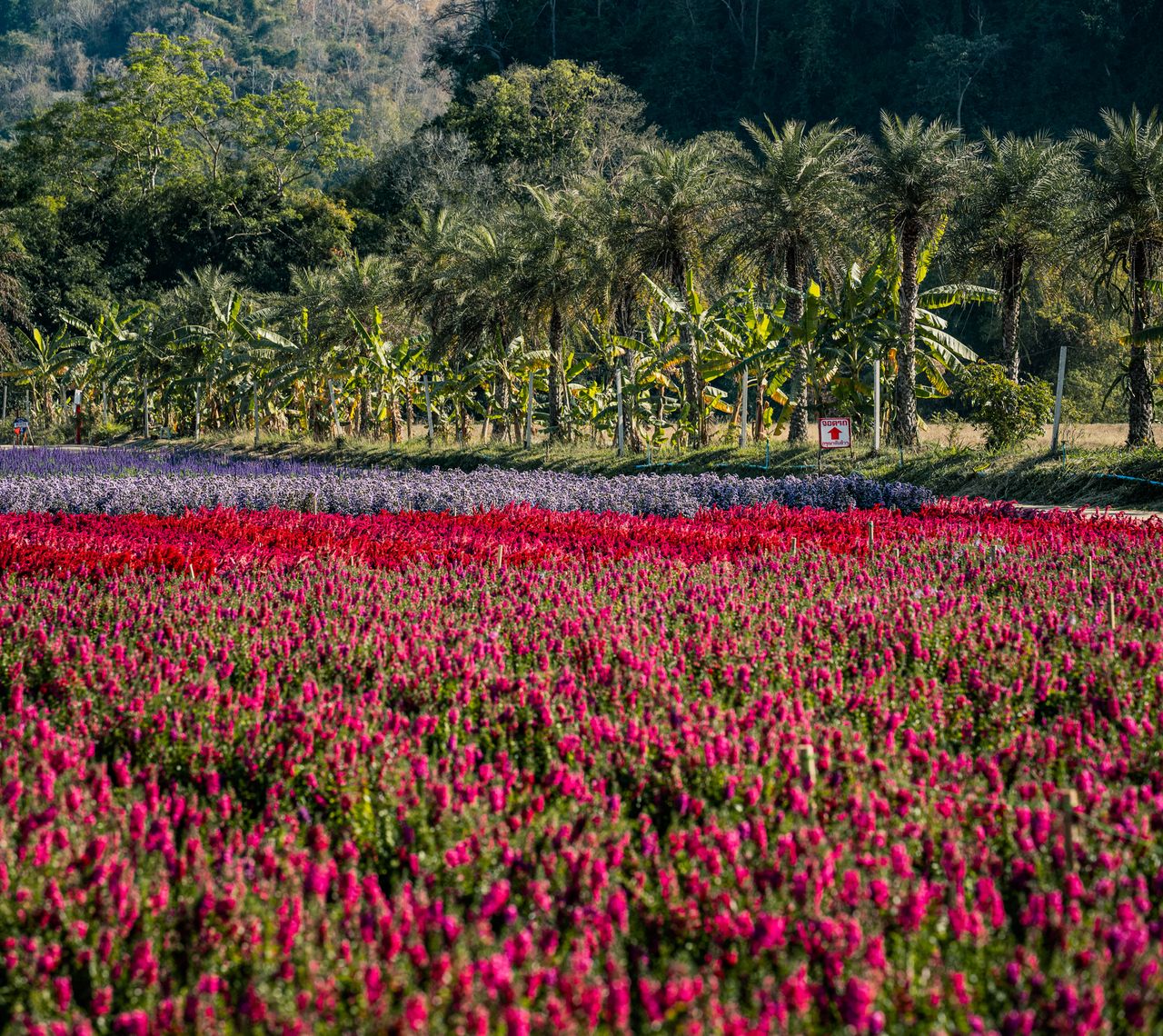 a vibrant field of flowers with palm trees in the background captured