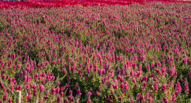 Expansive field of blooming colorful flowers basking under the sunlight in Thailand.