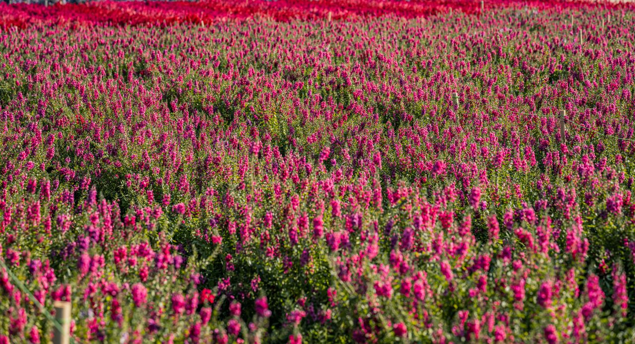 expansive field of blooming colorful flowers basking under the sunligh