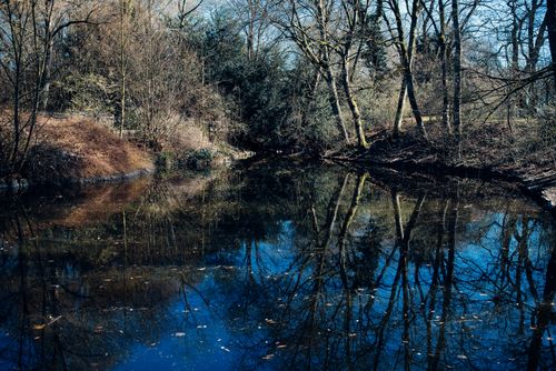 Free Tranquil forest pond reflecting bare trees under a clear blue sky. Stock Photo